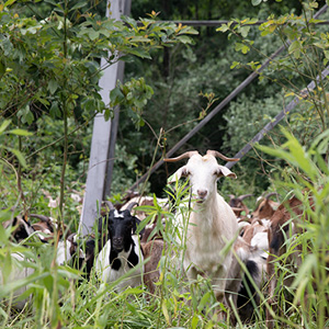 Solar Power, Wind Power, Tidal Energy, and now…Goat Power?