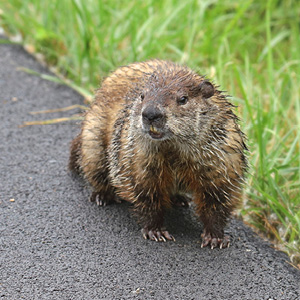 Wildlife Safety: How to Avoid Critter Collisions