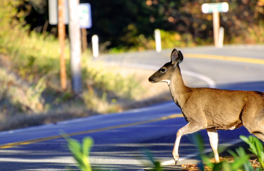 Deer Near Roadway