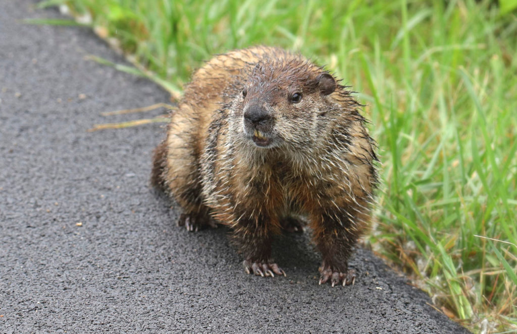 Groundhog Near Roadway